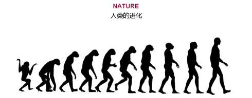 human_evolution